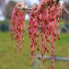 Acer negundo violaceum