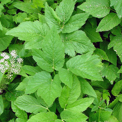 Aegopodium podagraria