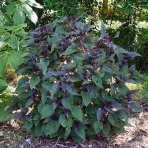 Ageratina altissima chocolate