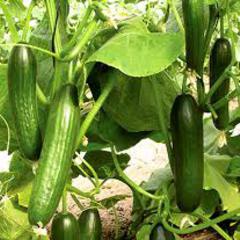Cucumis sativus beit alpha