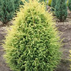 Juniperus communis gold cone