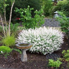 Salix integra hakuro nishiki